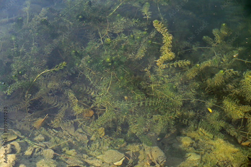 Wasserpest Wasserpest