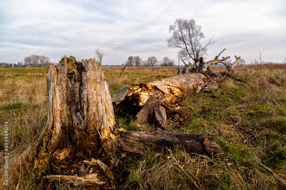 Jesienne krajobrazy z doliny Narwi, Podlasie, Polska Jesienne krajobrazy z doliny Narwi, Podlasie, Polska