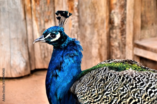 Pfau
