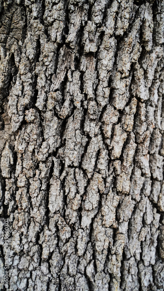 Texture and background for the material. Unique texture pattern of oak tree bark Texture and background for the material. Unique texture pattern of oak tree bark
