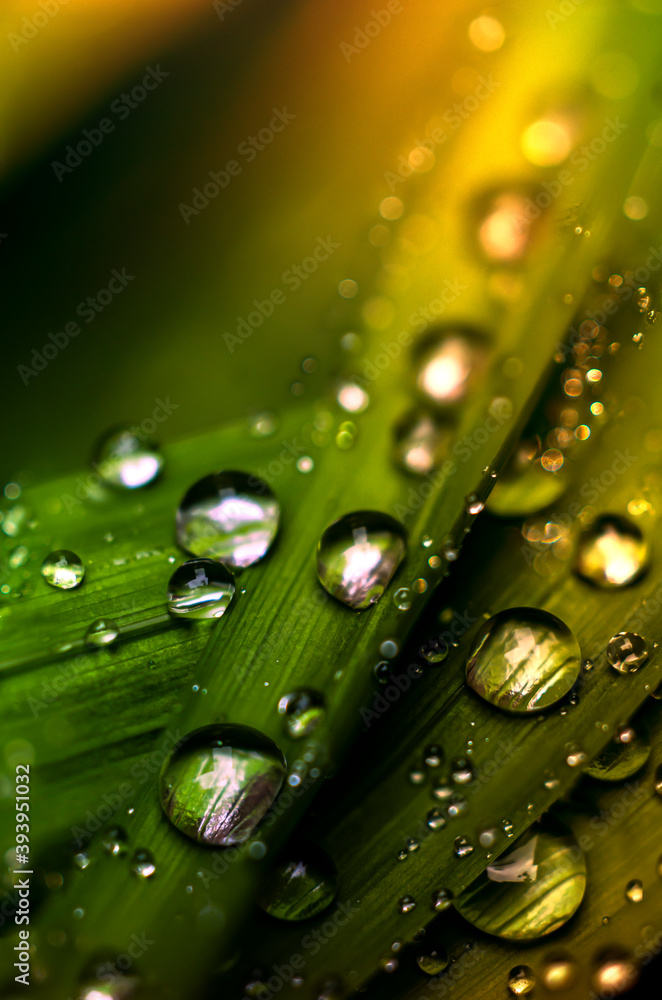 Rain droplets on top of green grass, detailed texture and shallow depth of field macro and bokeh effect Rain droplets on top of green grass, detailed texture and shallow depth of field macro and bokeh effect
