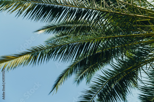 Tropical jungle, palm leaves on a sunny day, sky.