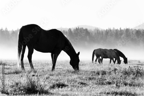 horses on the meadow © Jayce