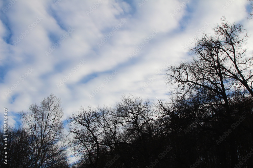 The crowns of the trees of the winter forest are directed to the clouds The crowns of the trees of the winter forest are directed to the clouds
