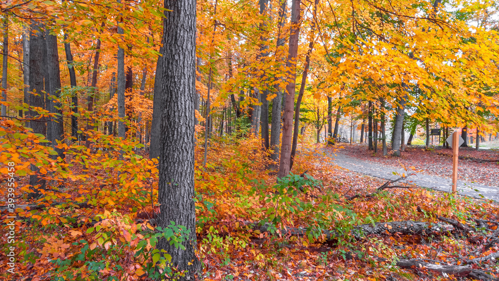 Colorful autumn trees by the biking trail 
