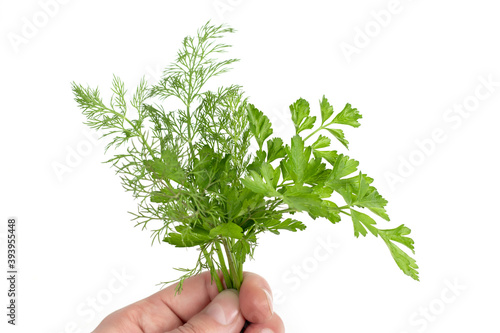 dill parsley to spices bunch hold in hand isolated on white background