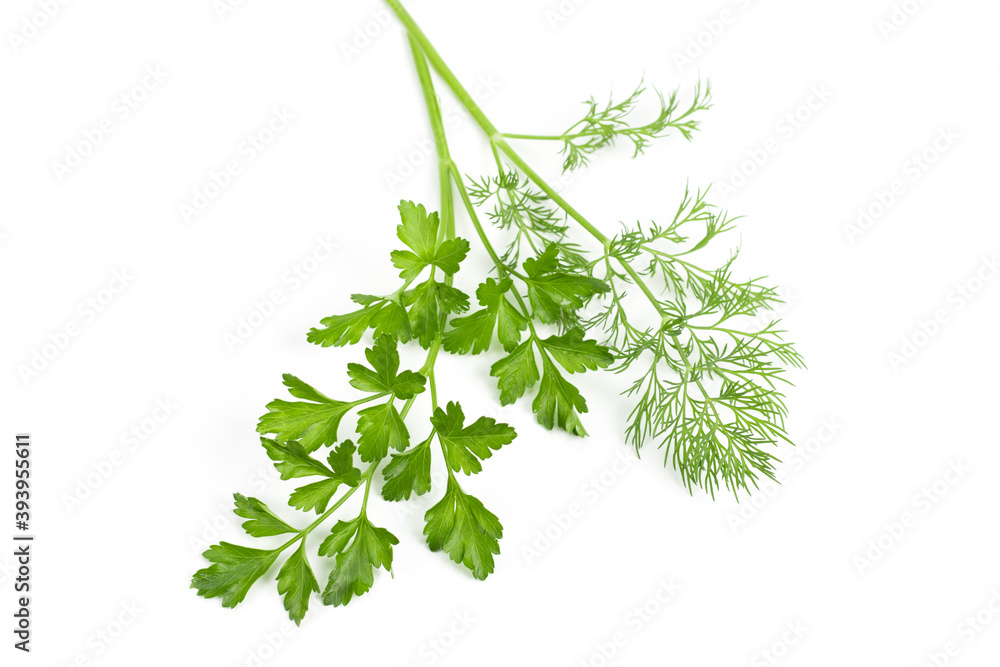 Obraz premium dill parsley to spices bunch isolated on white background