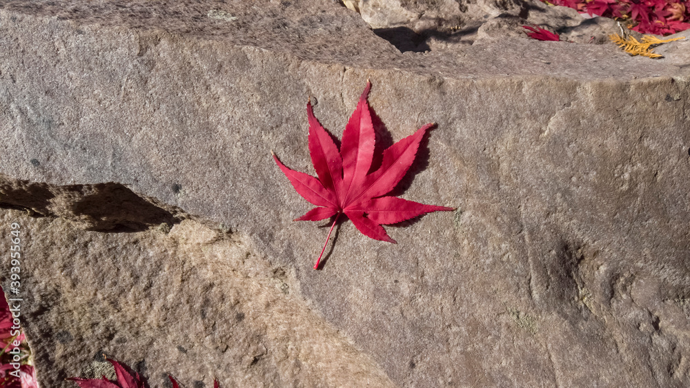 Red Japanese maple leaf on a rock
