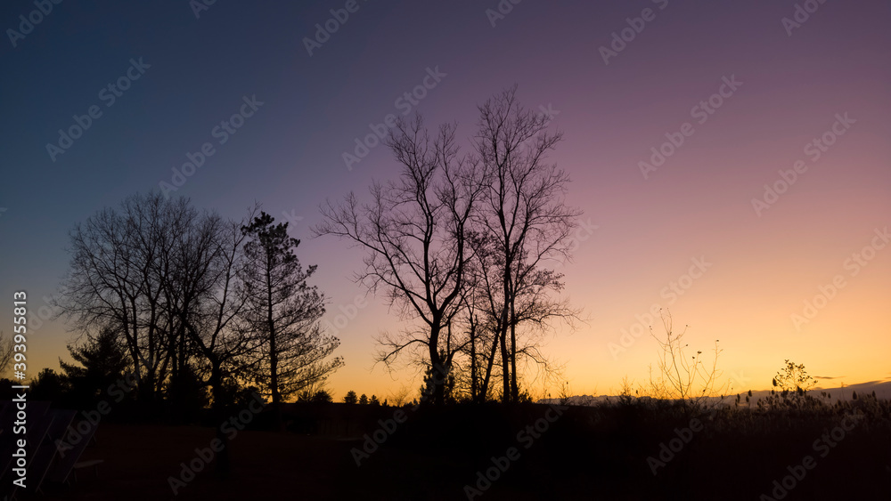 Silhouette of trees against sunset sky background
