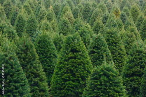Christmas Trees in row filling frame photo