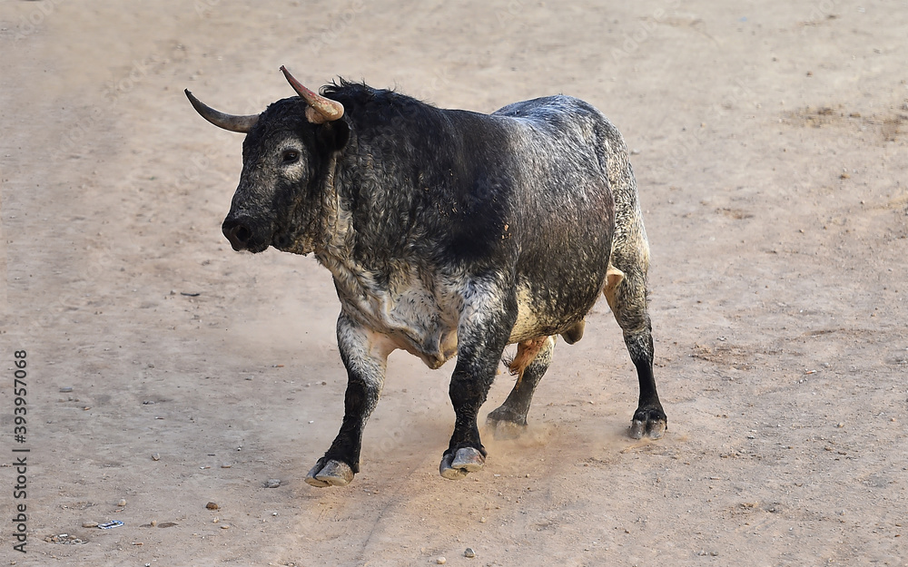 toro bravo español en un espectaculo de toreo en una plaza de toros toro bravo español en un espectaculo de toreo en una plaza de toros
