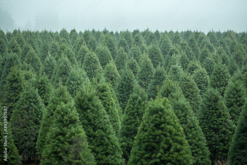 Christmas Tree Farm perfect rows of trees many Christmas Tree Farm perfect rows of trees many