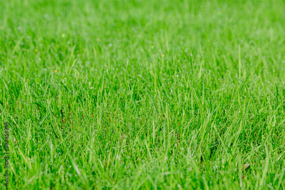 Fototapeta premium texture of natural juicy green grass