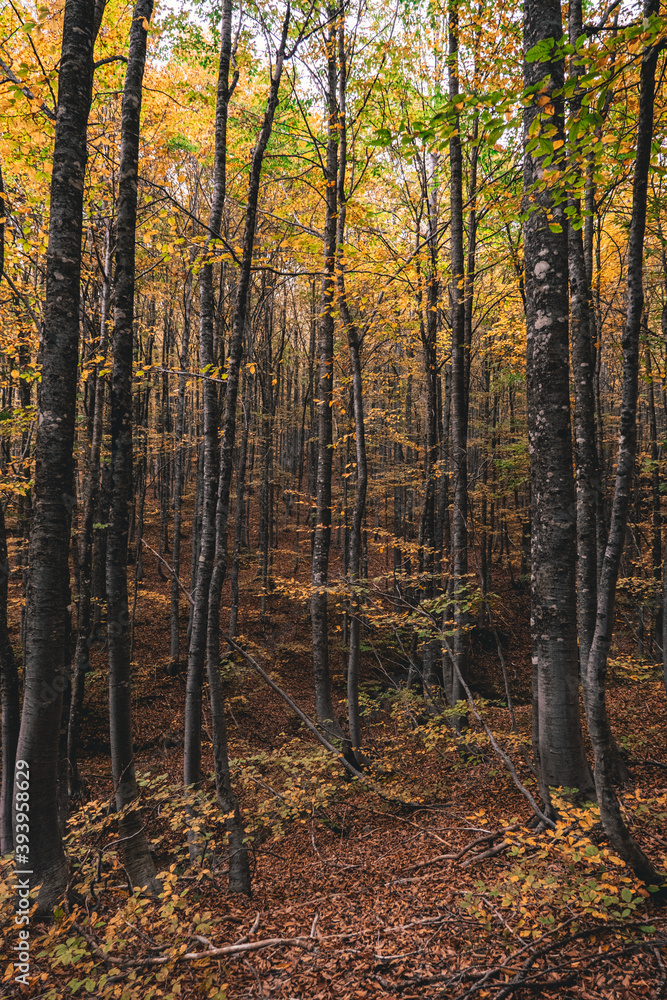 autumn in the forest