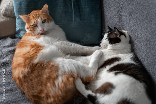 dos gatos domçésticos duermen juntos en el sofá