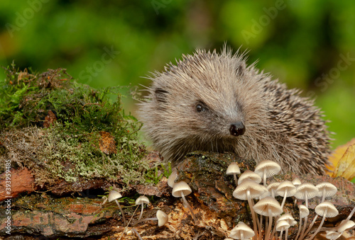 Hedgehog, (Scientific name: Erinaceus Europaeus) Wild, native, European hedgehog in Autumn with small white toadstools, green moss and Autumn Leaves, facing right. Space for copy. Horizontal.