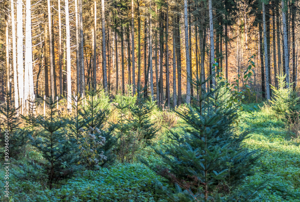 Obraz premium Wiederafforstung durch Neuanpflanzung im Nadelwald