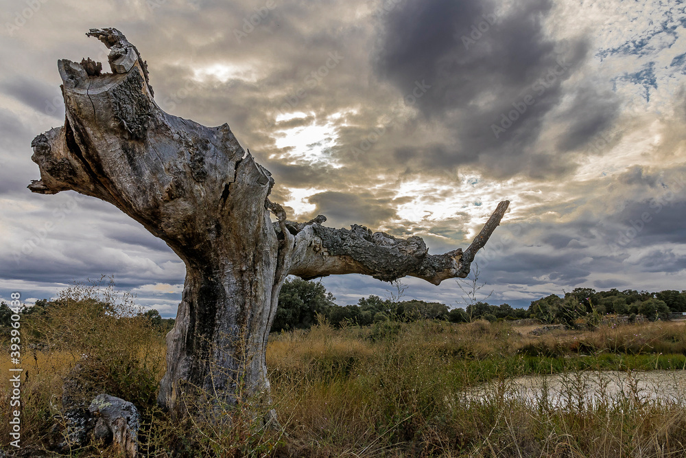 very wide and hollow dead solitary oak tree next to a lake with dark clouds