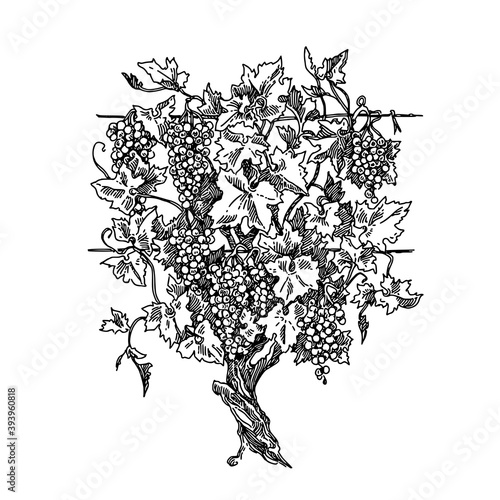Grape tree with berries and leaves. Sketch. Engraving style. Vector illustration.