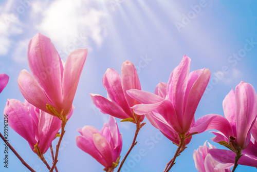 Magnolia tree in blossom. beautiful purple flower.