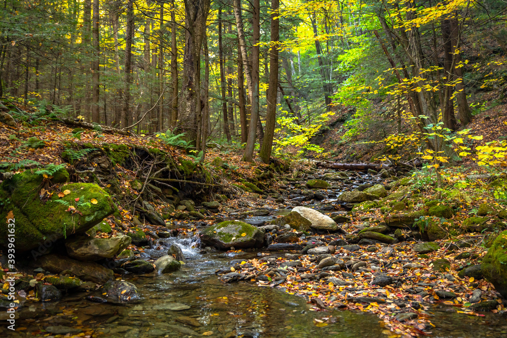Fototapeta premium Water winds through the woods on the slopes of a mountain in the Berkshires