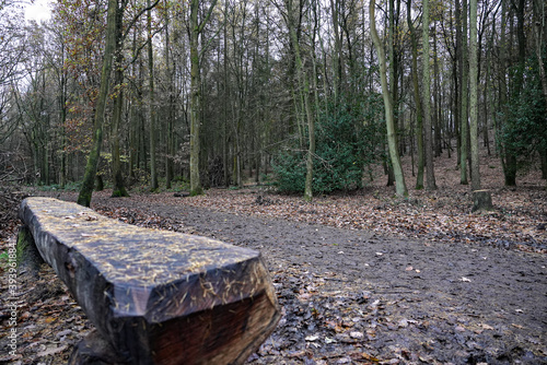 stump in forest photo