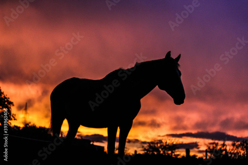 horse at sunset © matias