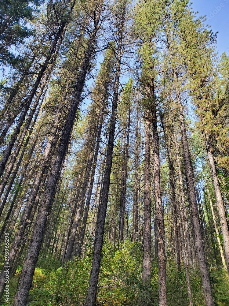 Obraz premium The Ever Reaching Pines