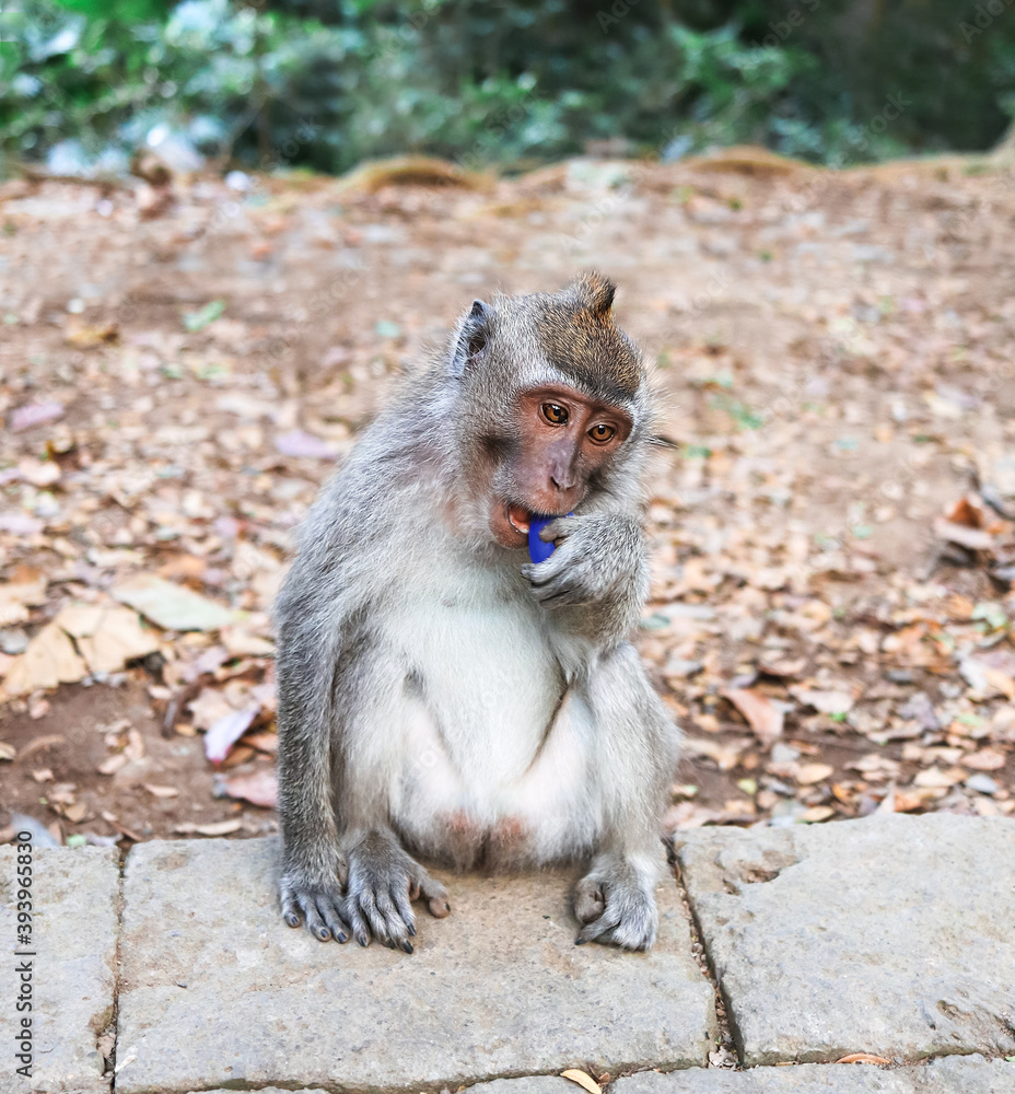 Little monkey in the forest gnaws a blue plastic cover