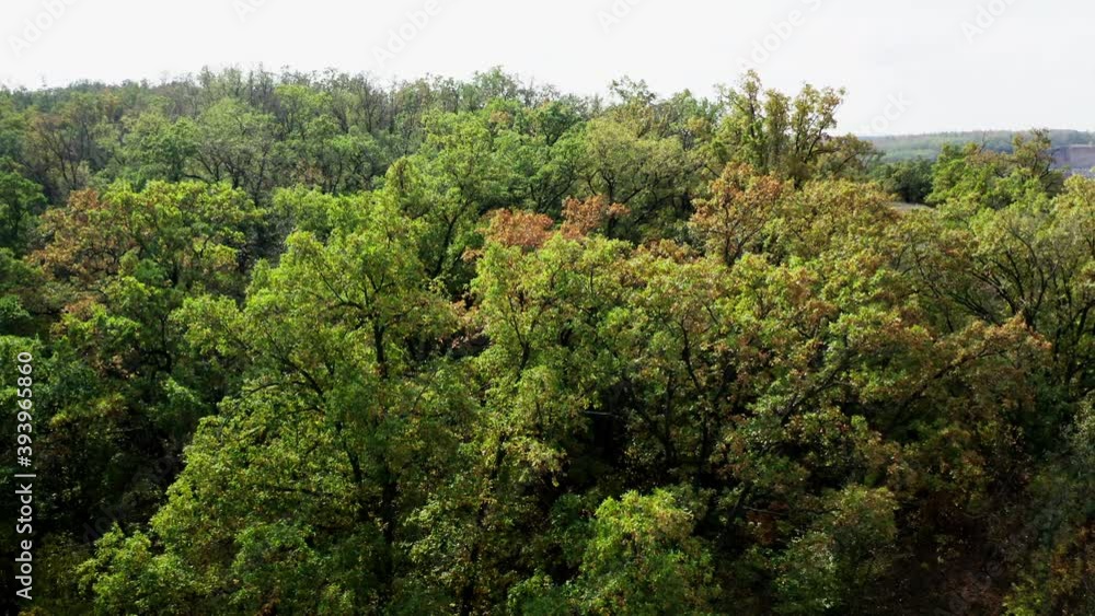 Forest in early autumn. Beautiful green trees. Nature background. Tops of deciduous trees in the wood. Slow motion. Forest in early autumn. Beautiful green trees. Nature background. Tops of deciduous trees in the wood. Slow motion.