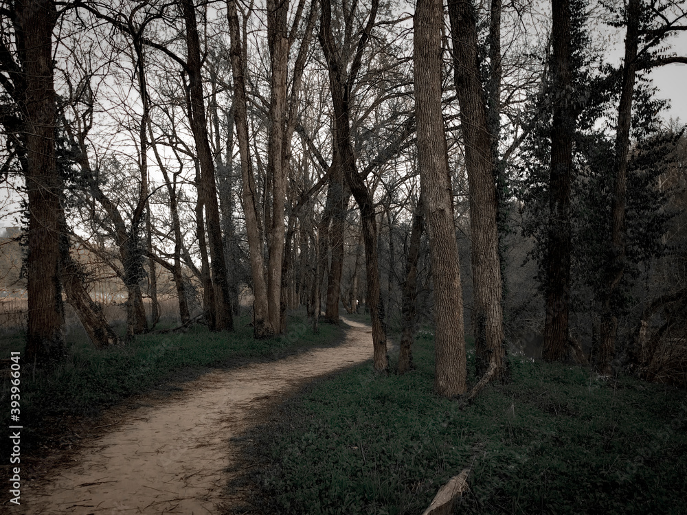 Obraz premium Gloomy Forest and Trail