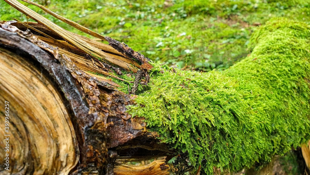 fallen tree trunk covered with moss fallen tree trunk covered with moss