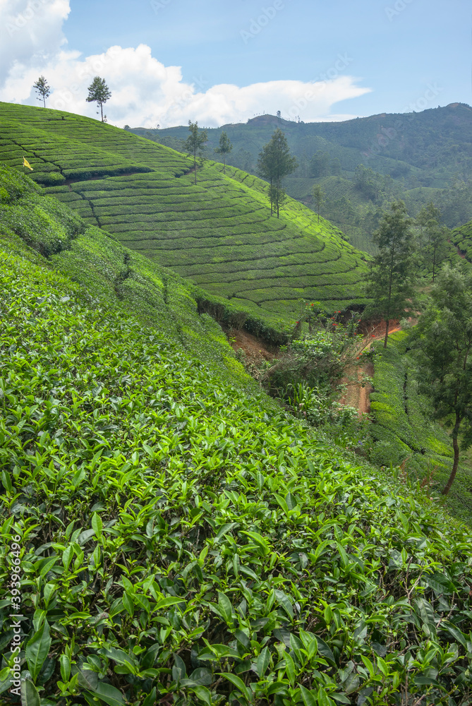 Tea crops from the hills of Munnar, Kerala, India