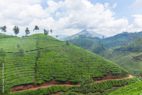 Tea crops from the hills of Munnar, Kerala, India