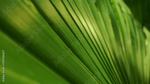 extremely close-up, detailed. palm leaves. abstract natural background.