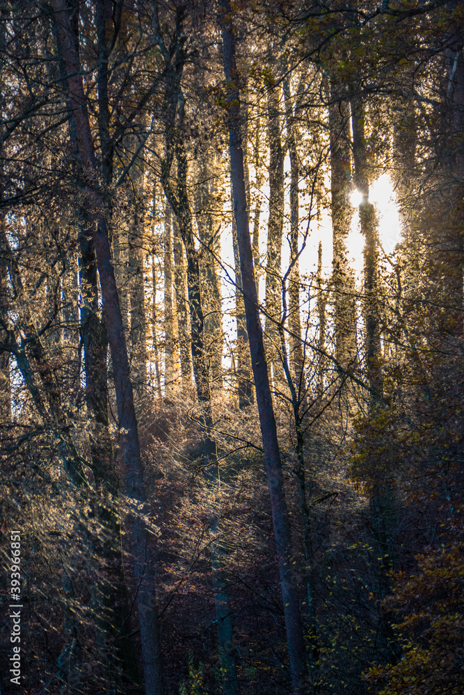 Lichtstimmung im Herbstlichen Mischwald Lichtstimmung im Herbstlichen Mischwald
