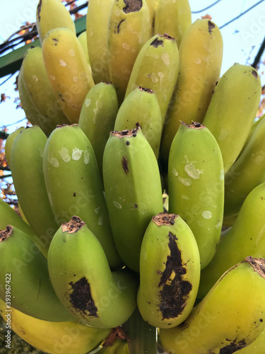 A bunch of green bananas