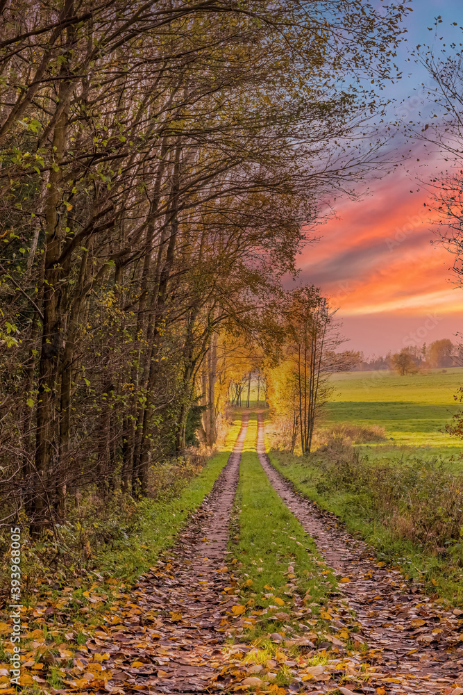Naklejka premium forest trail in autumn with clouds in the evening