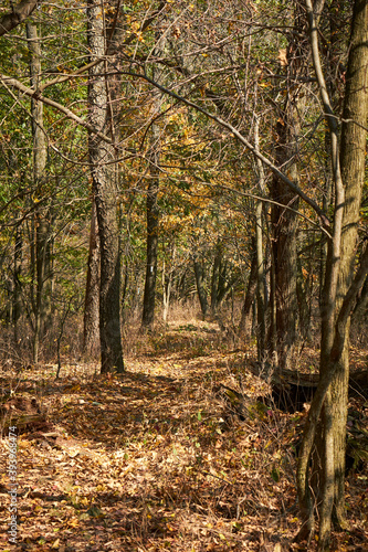 The Appalachian Trail just a bit north of Duncannon, Pennsylvania. Note the white paint marks on distant trees.