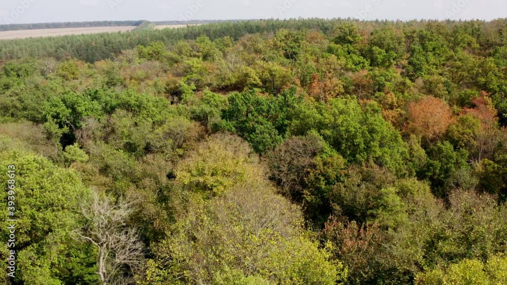 Colorful background of autumn nature. Top of trees in the forest. Beautiful woodland. Aerial view. Motion camera forward. Colorful background of autumn nature. Top of trees in the forest. Beautiful woodland. Aerial view. Motion camera forward.
