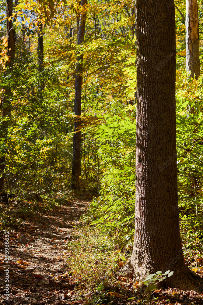 A wilderness trail in Nolde State Forest near Reading, Berks County, Pennsylvania, USA A wilderness trail in Nolde State Forest near Reading, Berks County, Pennsylvania, USA