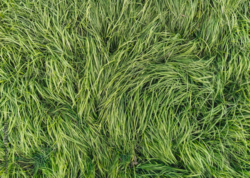 Texture, background of long, tall green grass close-up. Photography, copy space.