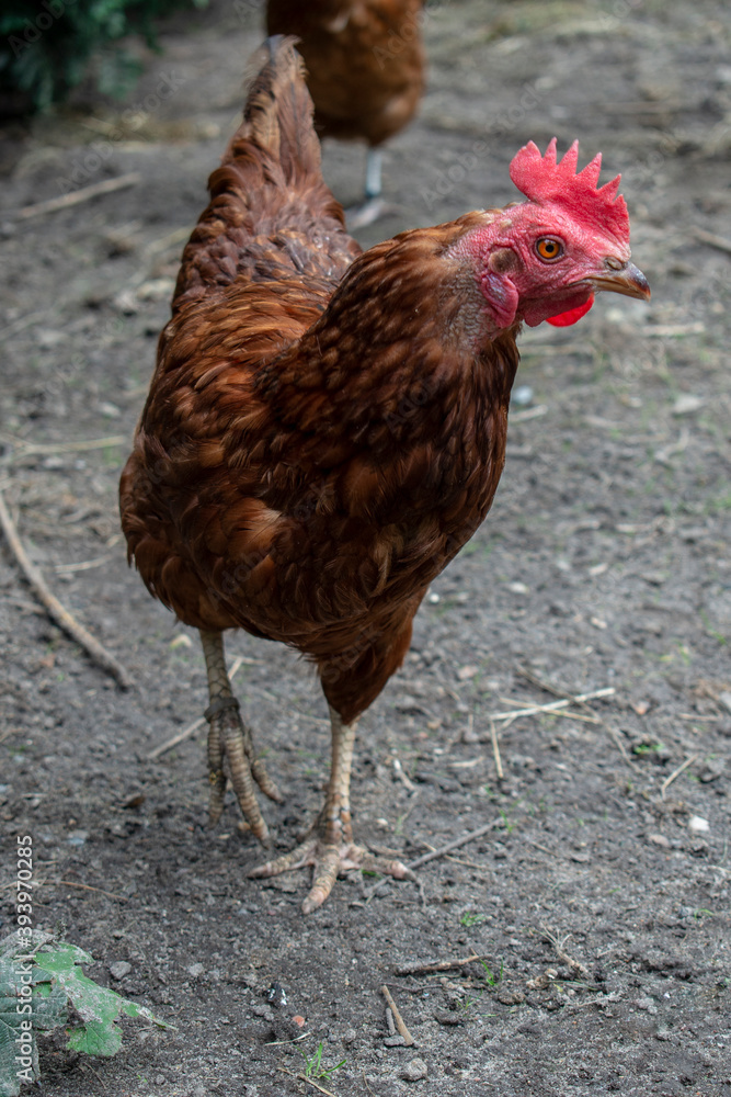 Cute single red hair hen walking in a hen house or in a free range on a farm in the village Cute single red hair hen walking in a hen house or in a free range on a farm in the village