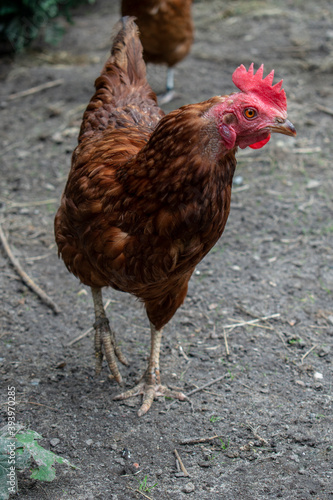 Cute single red hair hen walking in a hen house or in a free range on a farm in the village