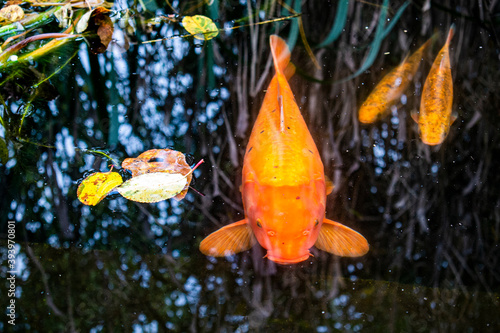 Big and small red / orange carp koi swimming in the pond in the fall water garden