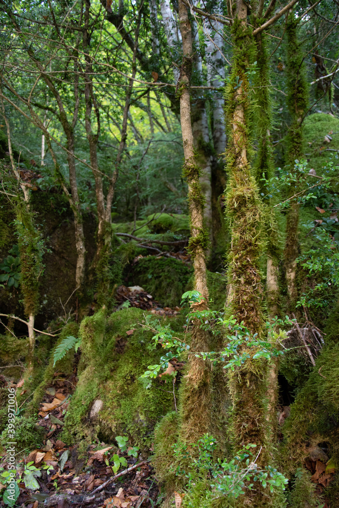 Fototapeta premium Moss-filled tree trunks in the Pyrenees