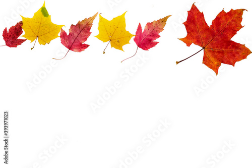 Frame made of autumn leaves and different trees on the sides on a white background.