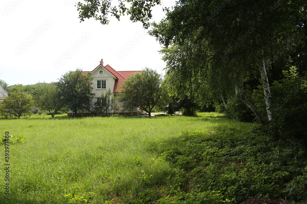 Summer landscape. Green meadow against trees Summer landscape. Green meadow against trees