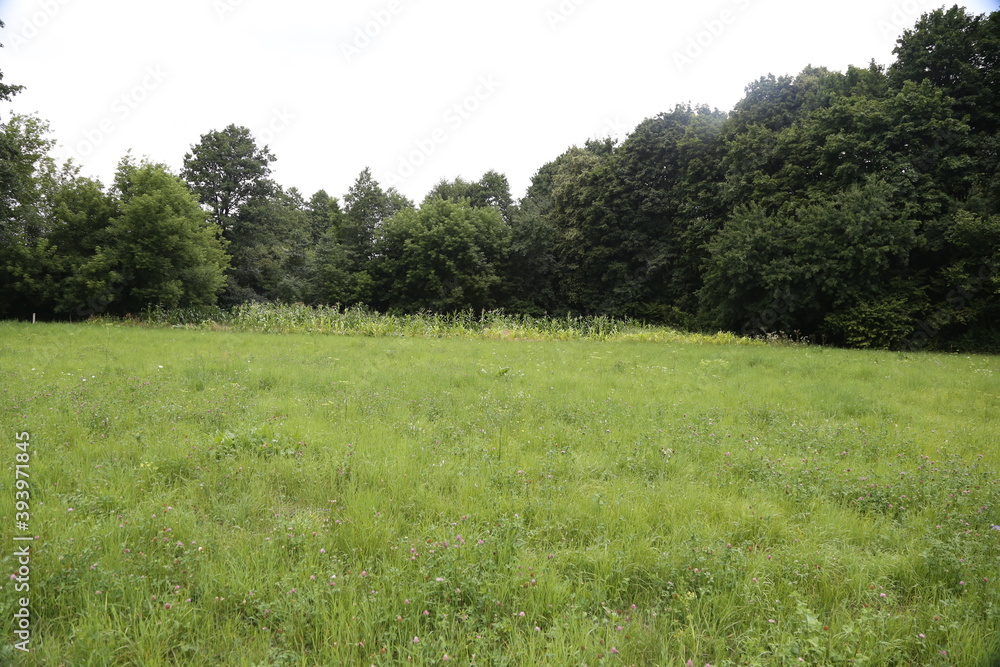 Summer landscape. Green meadow against trees Summer landscape. Green meadow against trees