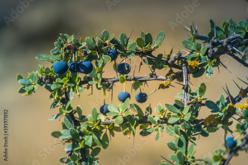 Calafate fruit, the blueberry of Patagonia.